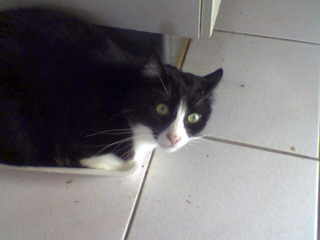 Maxi