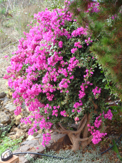 Bougainvillea