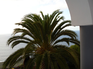 Kanarische Palme