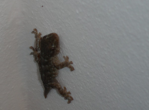 Der Gecko...