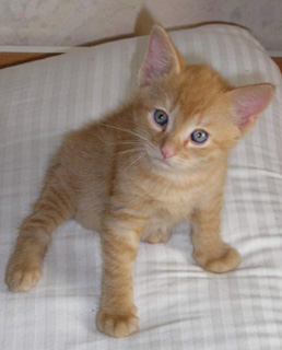 ein kleiner Kater