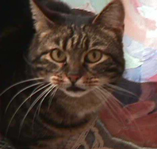 meine Katze Minki
