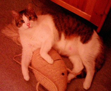 mein Kater Moritz
