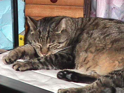 Kater Petzi