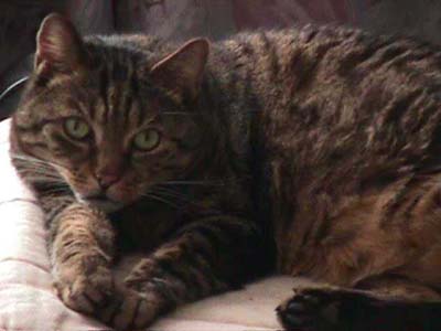 mein Kater Petzi