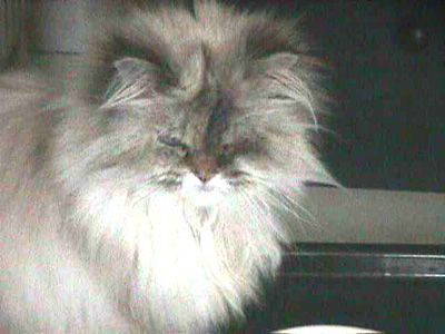 meine Katze Tina